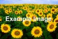 Vorschaubild der Version vom 18:49, 18. Aug. 2007